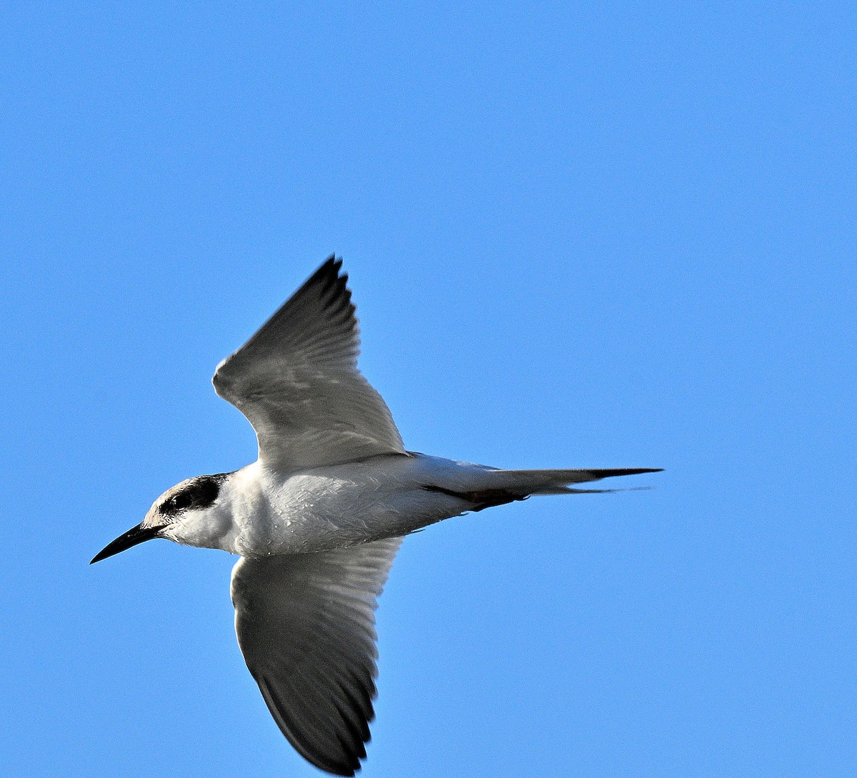 Forster's Tern - ML642126134