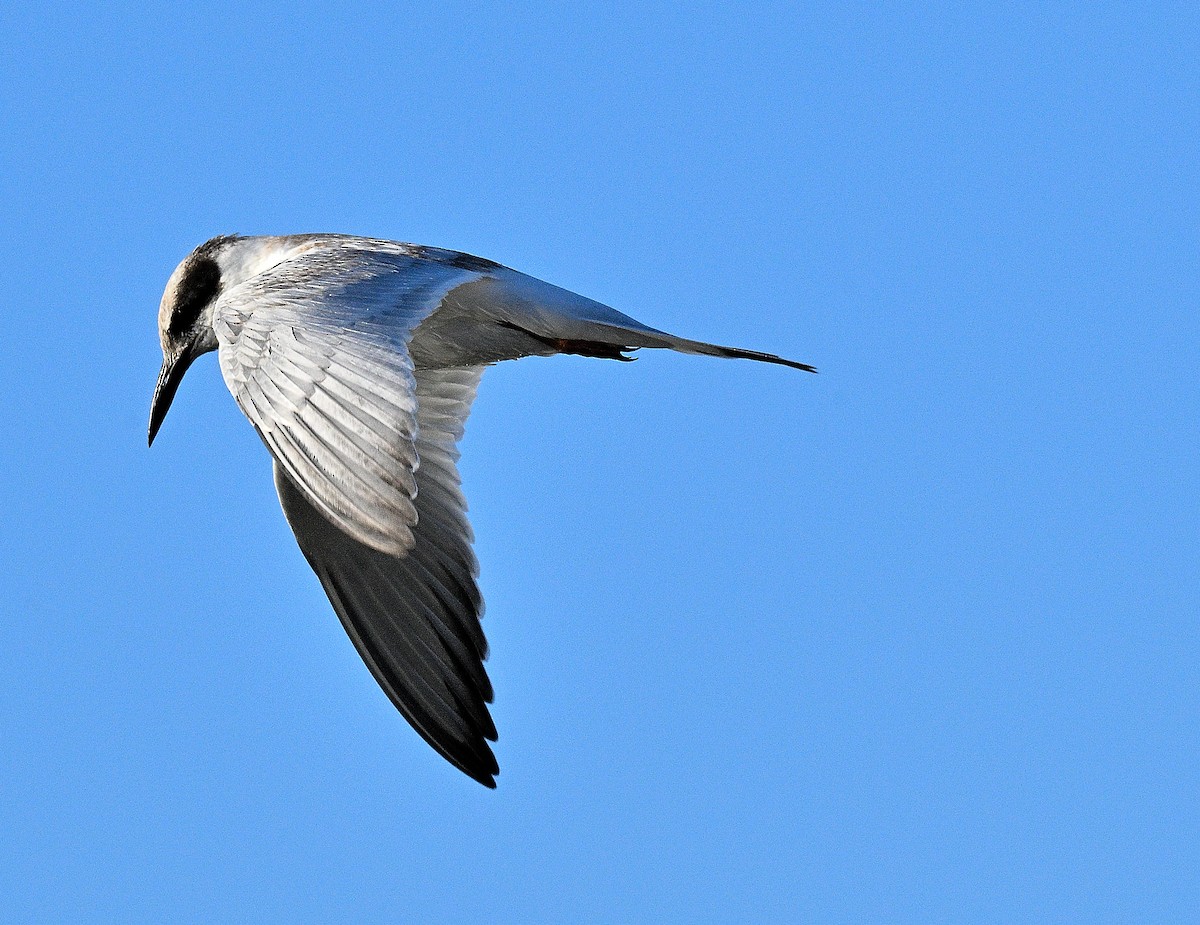 Forster's Tern - ML642126138