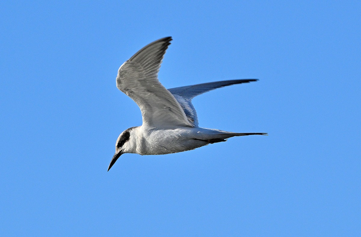 Forster's Tern - ML642126140