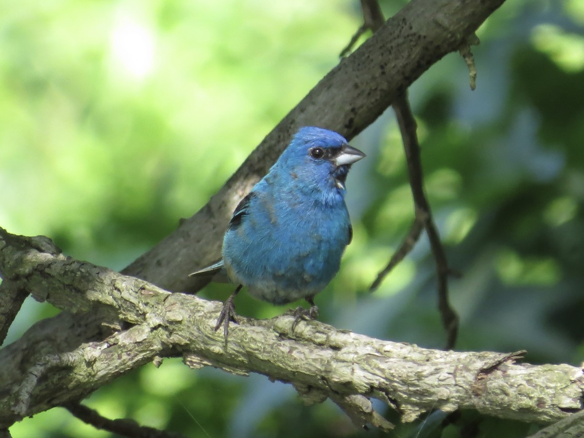 Indigo Bunting - ML642126143
