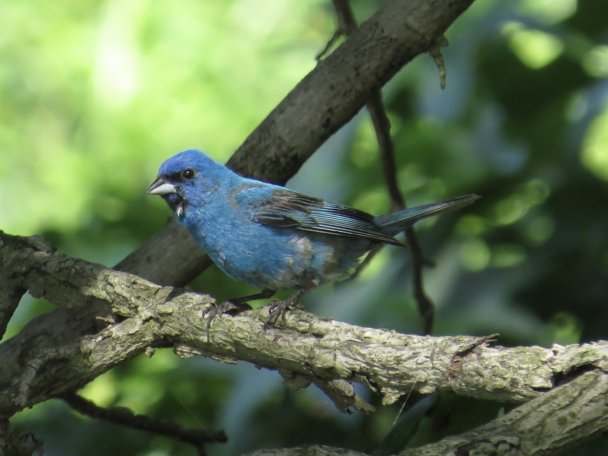 Indigo Bunting - ML642126144