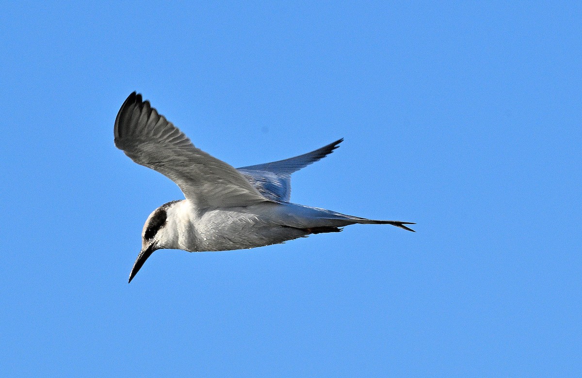Forster's Tern - ML642126146