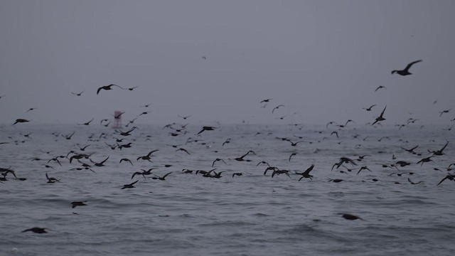 Sooty Shearwater - ML642126147