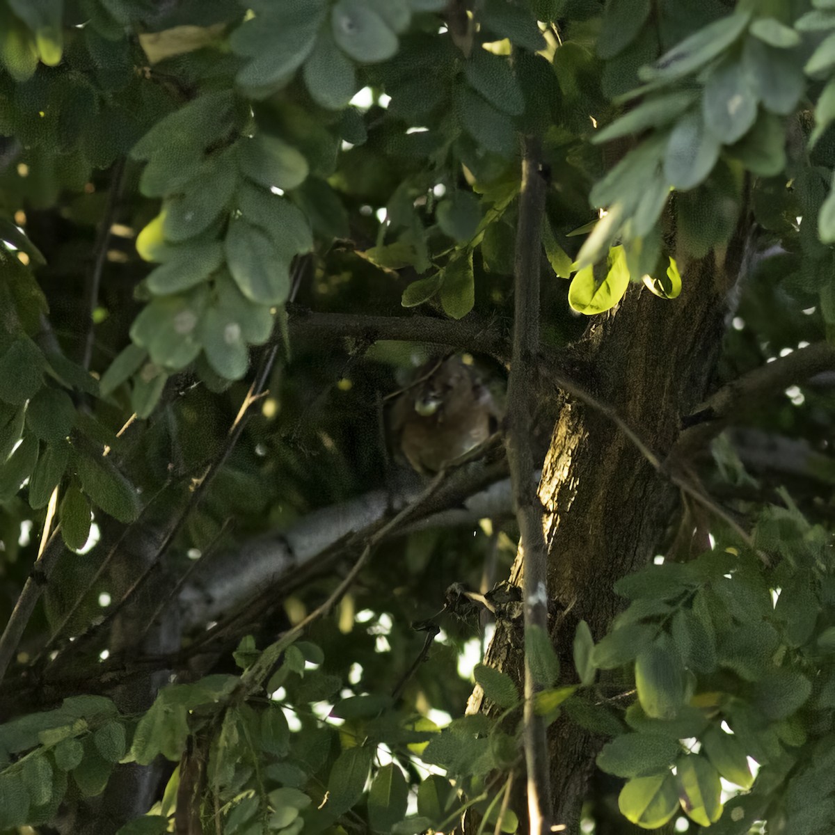 Eastern Bluebird - ML642126149