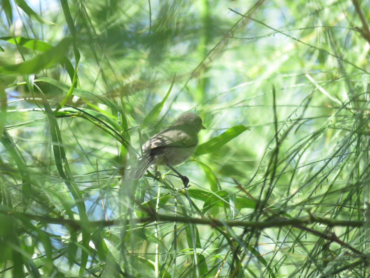 Verdin - ML642126150