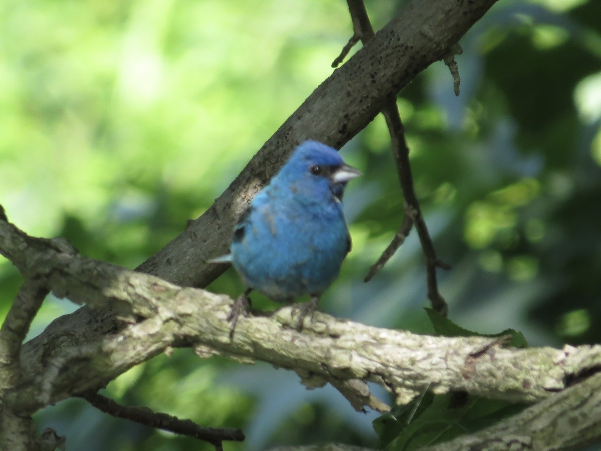 Indigo Bunting - ML642126167