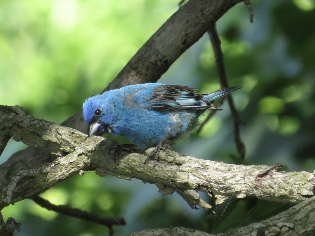 Indigo Bunting - ML642126170