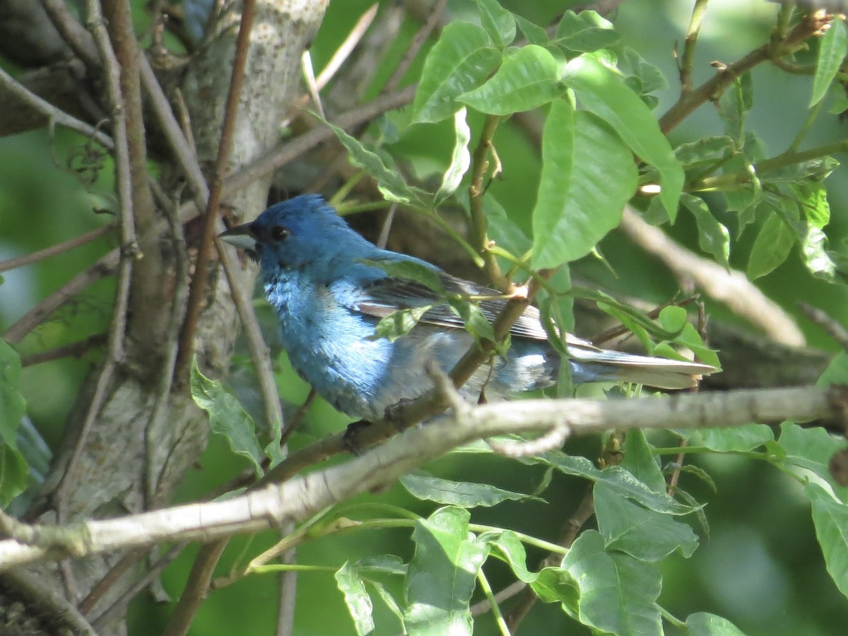 Indigo Bunting - ML642126173