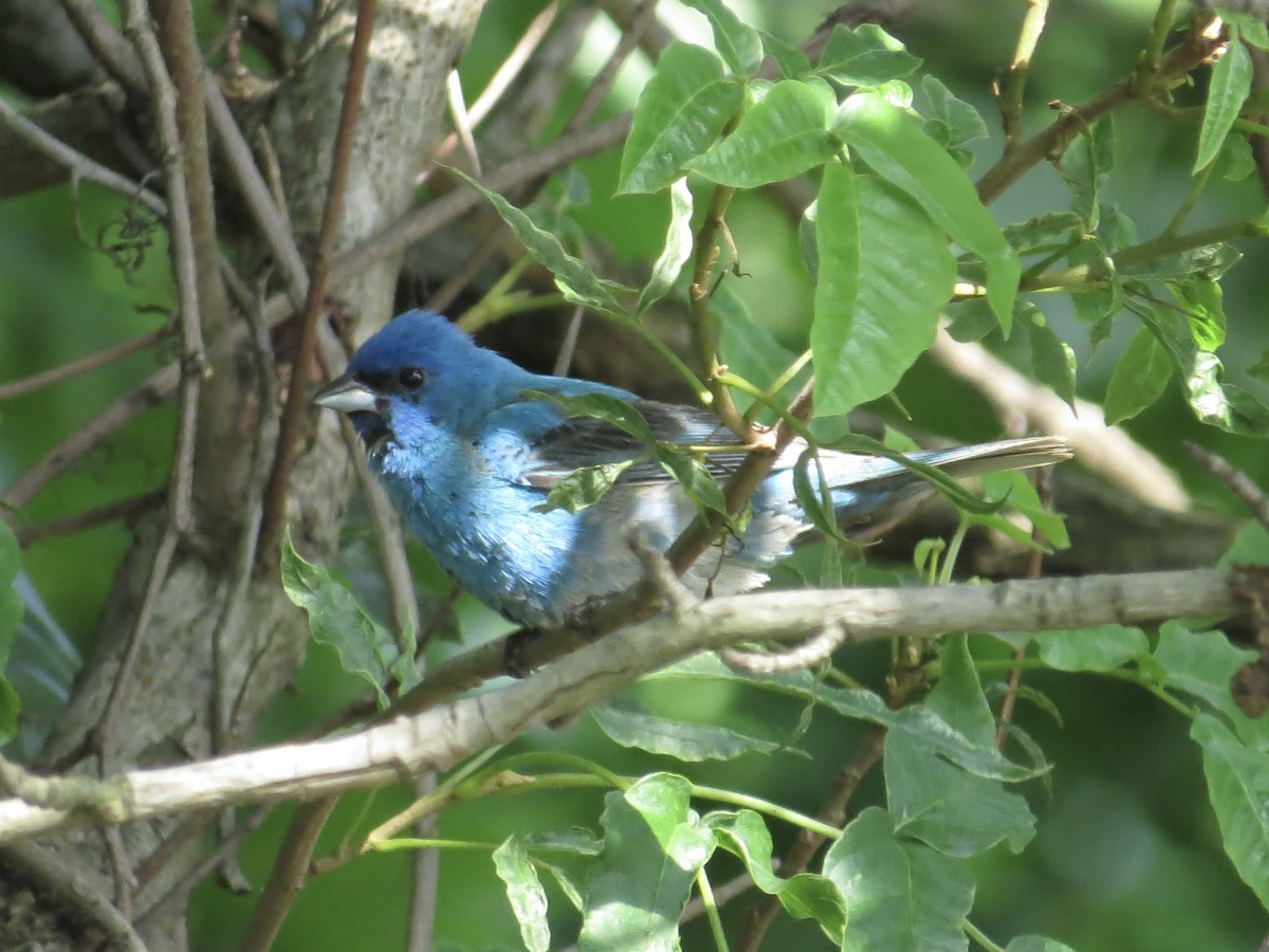 Indigo Bunting - ML642126174