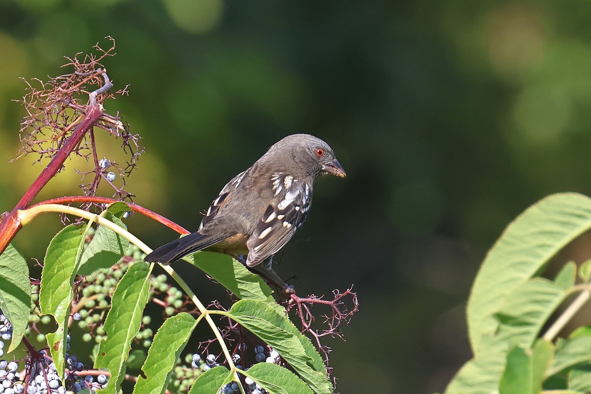 Spotted Towhee - ML642126180