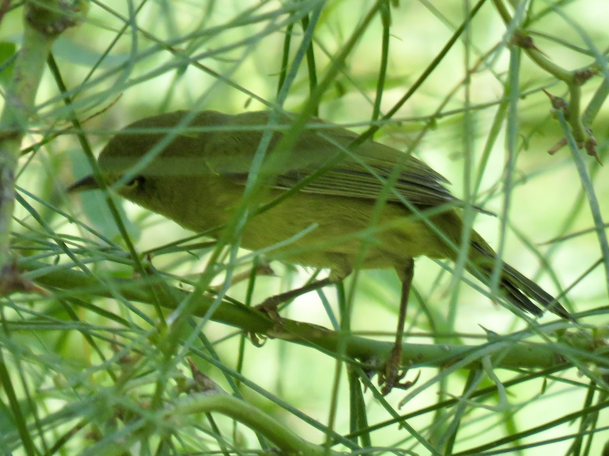 Orange-crowned Warbler - Anonymous