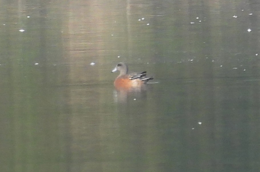 American Wigeon - ML642126193