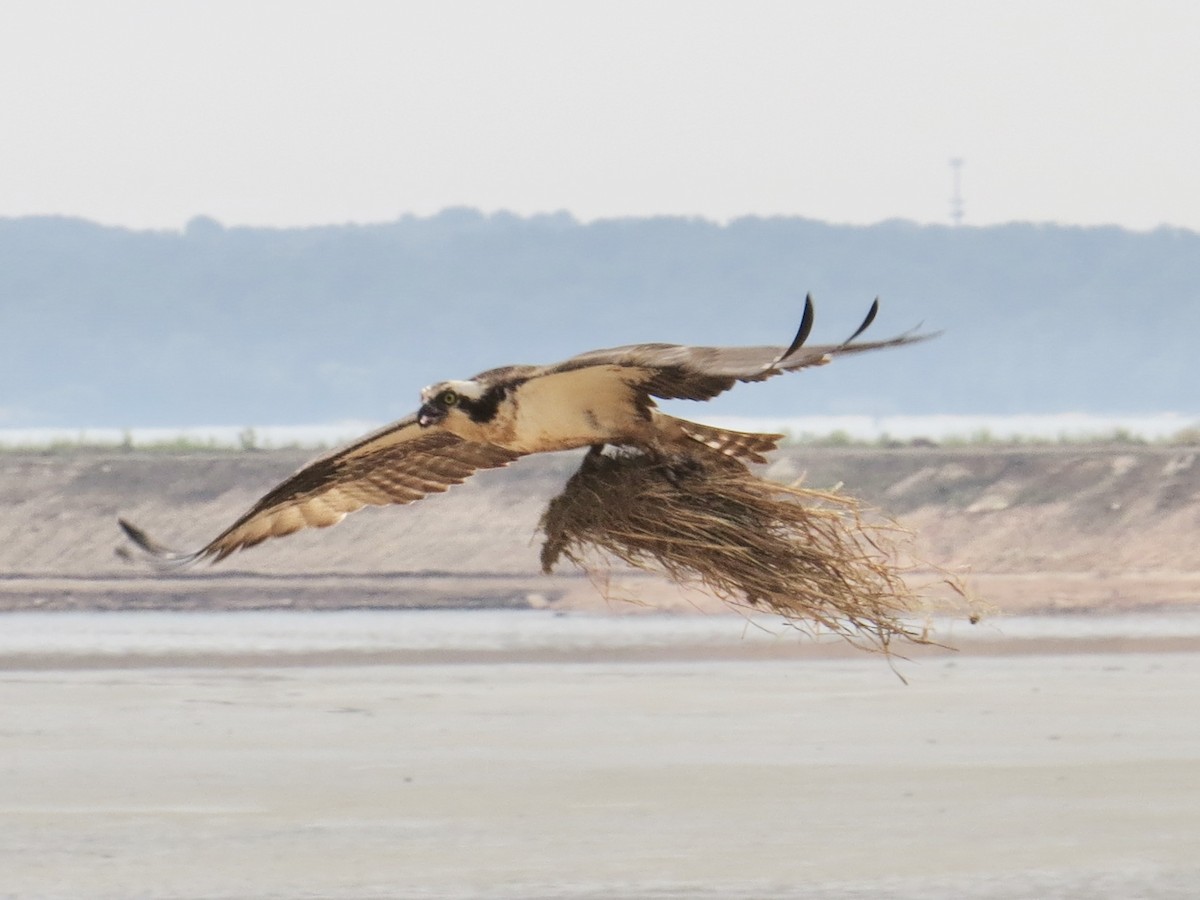 Osprey - ML642126204