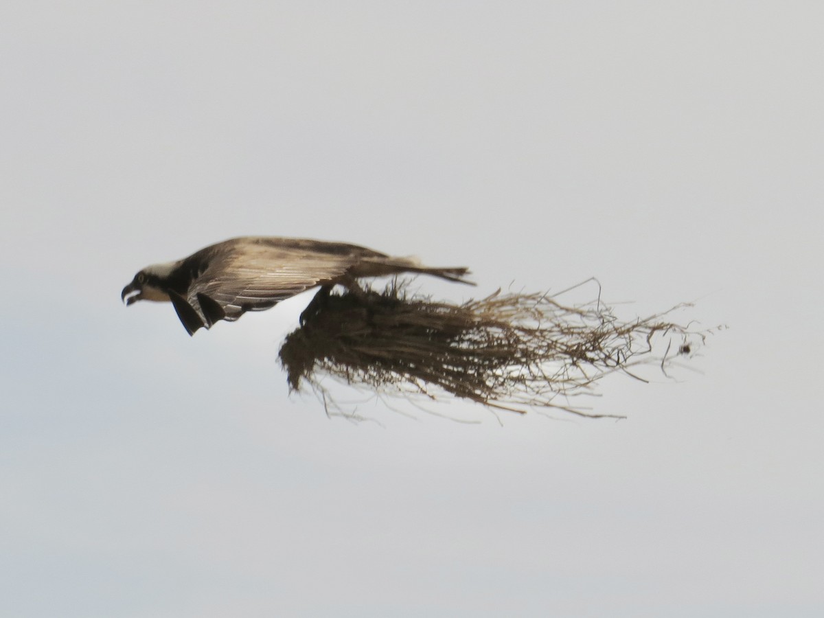 Osprey - ML642126207
