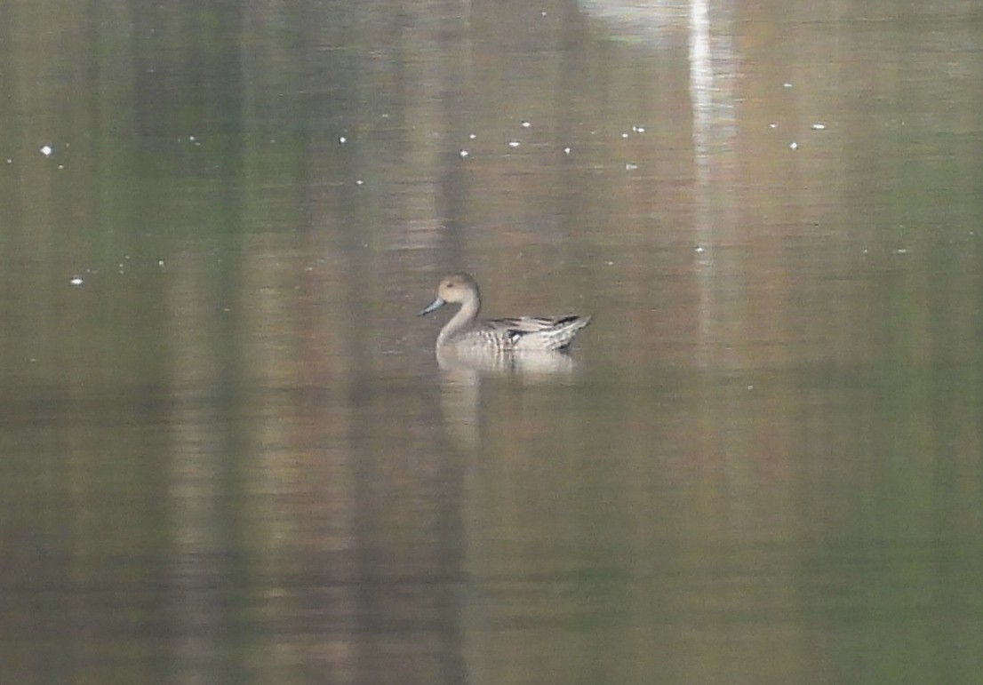 Шовтгор алаг нугас - ML642126208