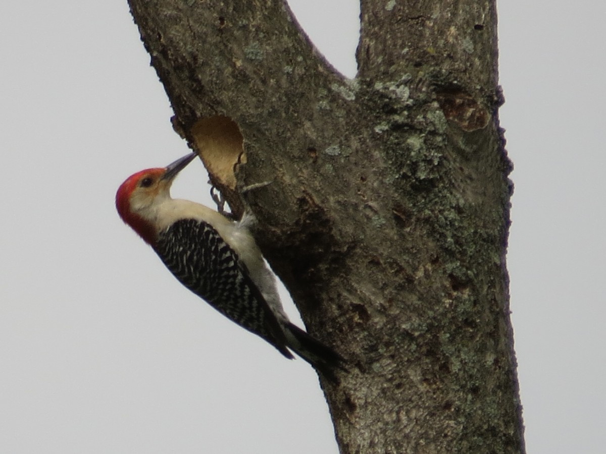 Red-bellied Woodpecker - ML642126209