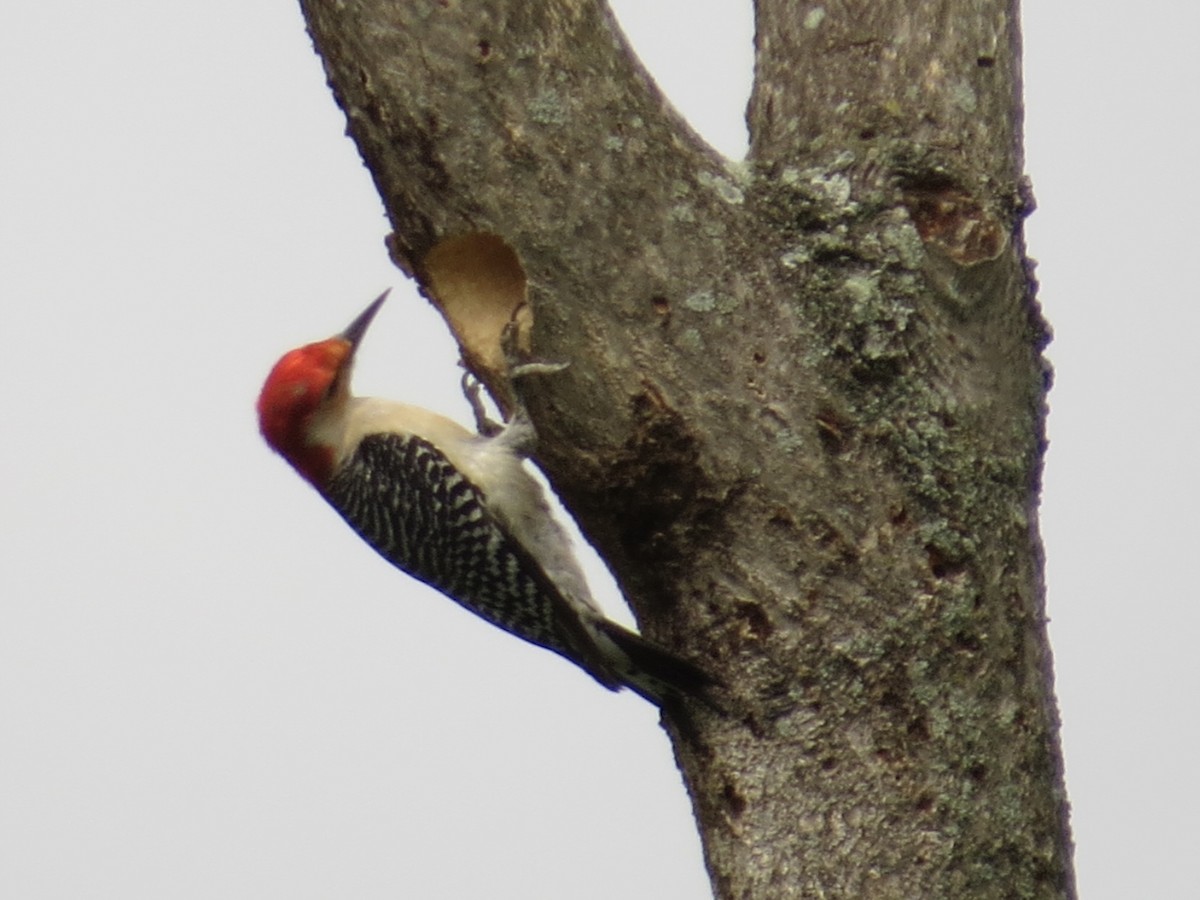 Red-bellied Woodpecker - ML642126214