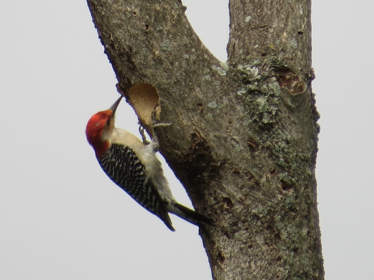 Red-bellied Woodpecker - ML642126217
