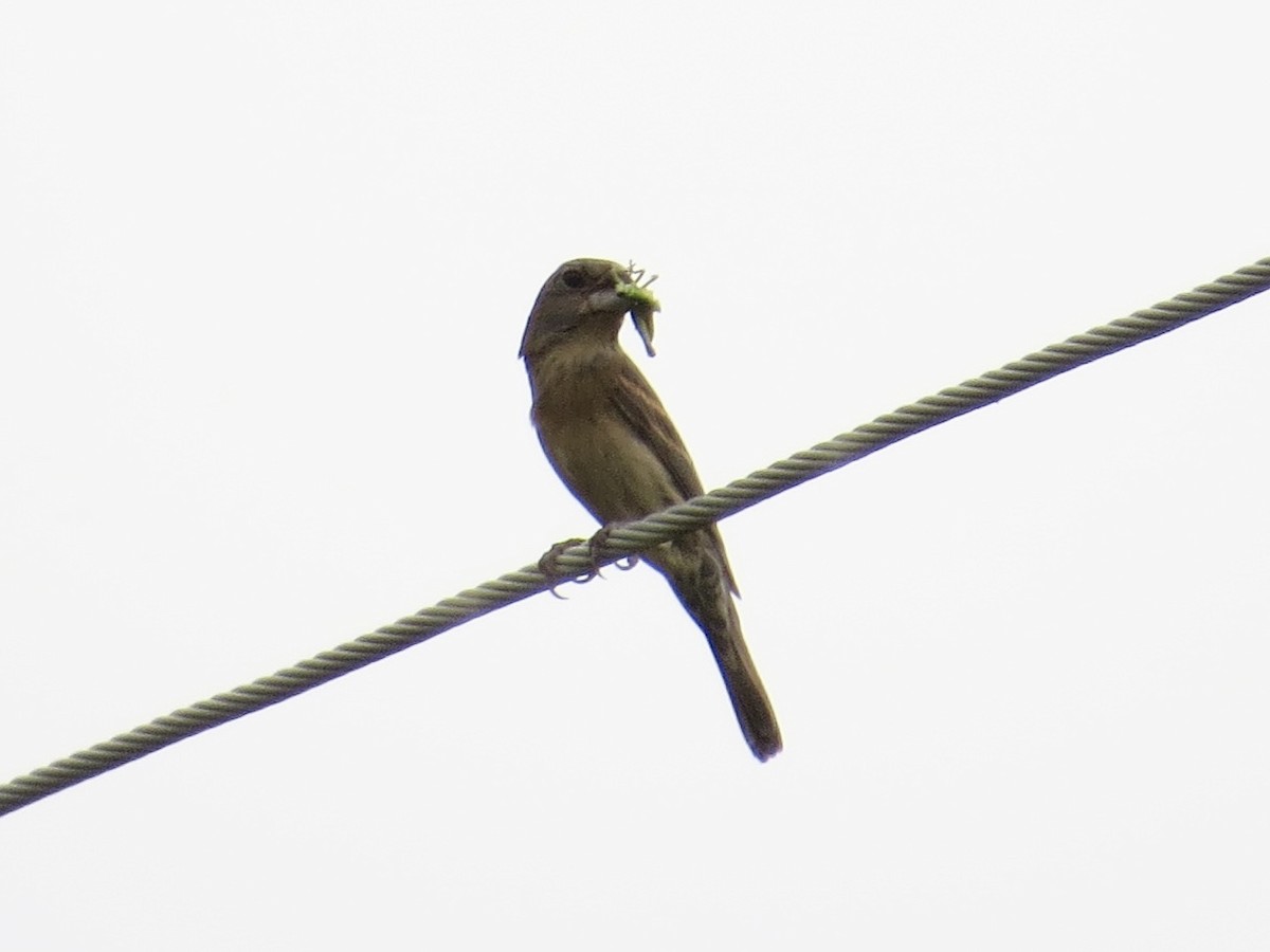 Blue Grosbeak - ML642126221