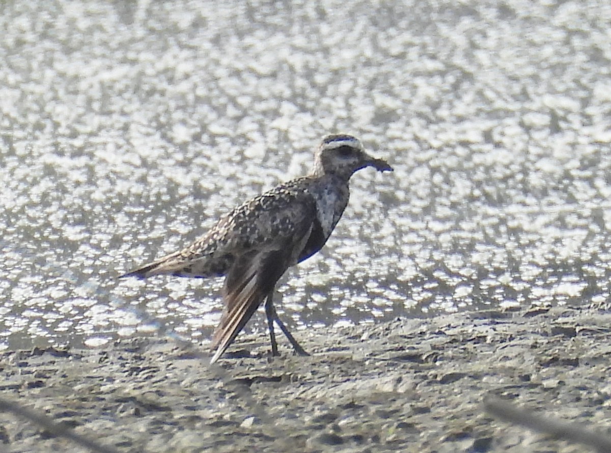 American Golden-Plover - ML642126224