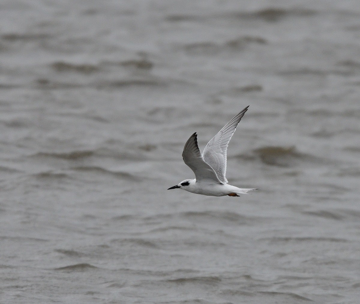 Forster's Tern - ML642126242
