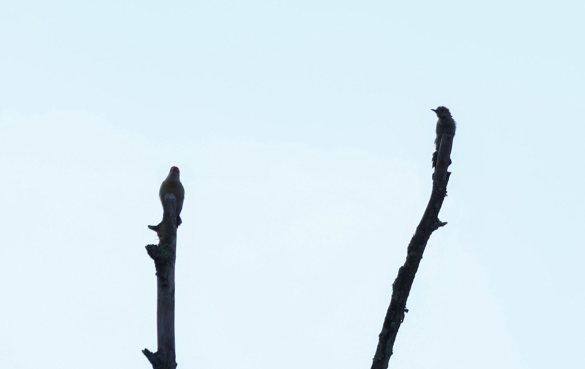 Red-bellied Woodpecker - ML642126245