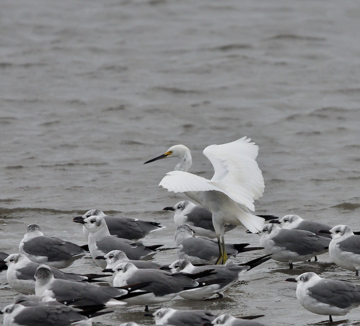 Snowy Egret - ML642126249