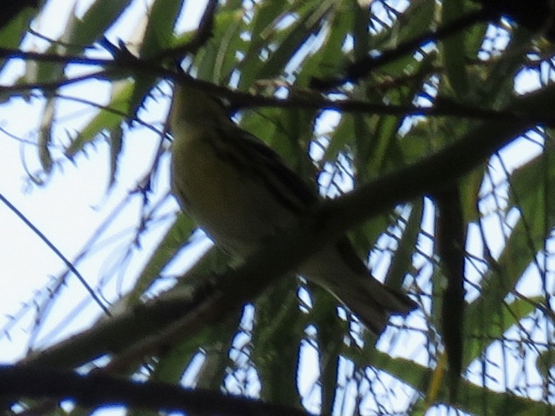 granparula - ML642126252