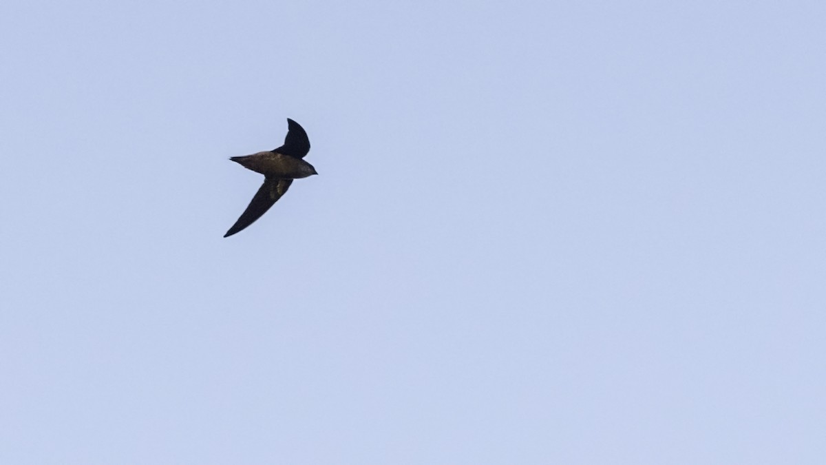 Chimney Swift - ML642126263