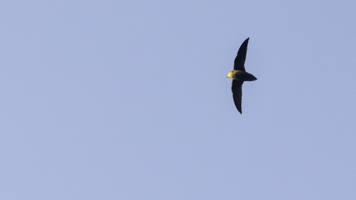 Chimney Swift - ML642126264
