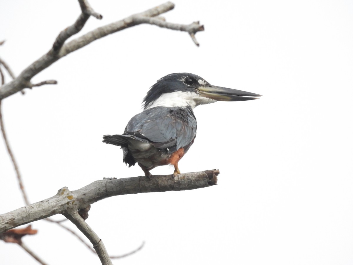 Ringed Kingfisher - ML642126267