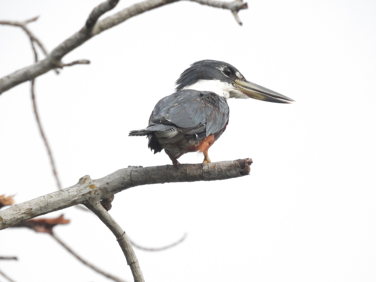 Ringed Kingfisher - ML642126269