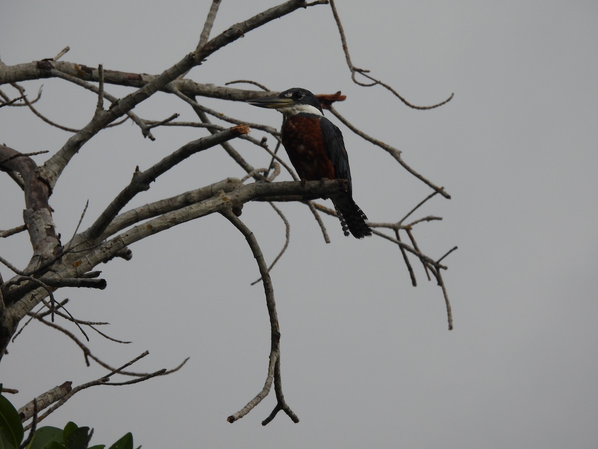 Ringed Kingfisher - ML642126270