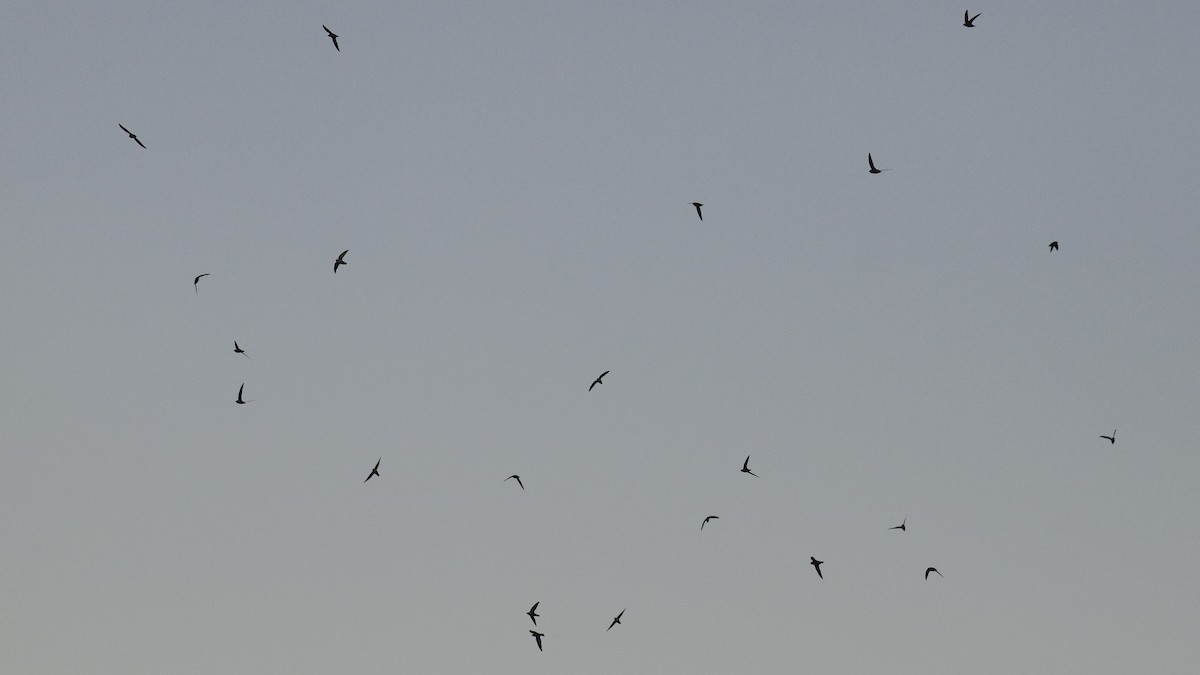 Chimney Swift - ML642126278