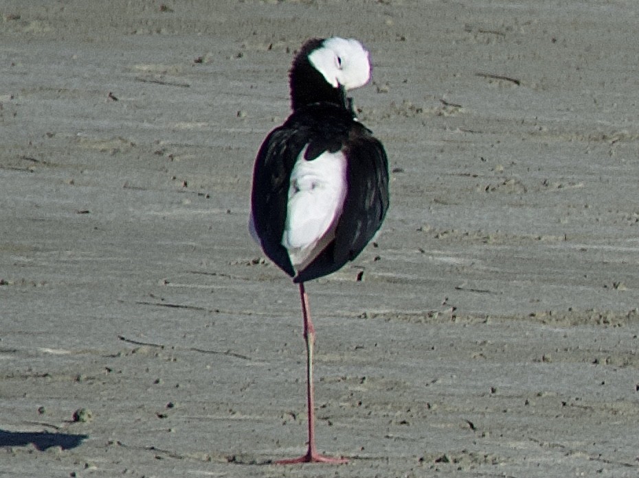 Pied Stilt - ML642126280