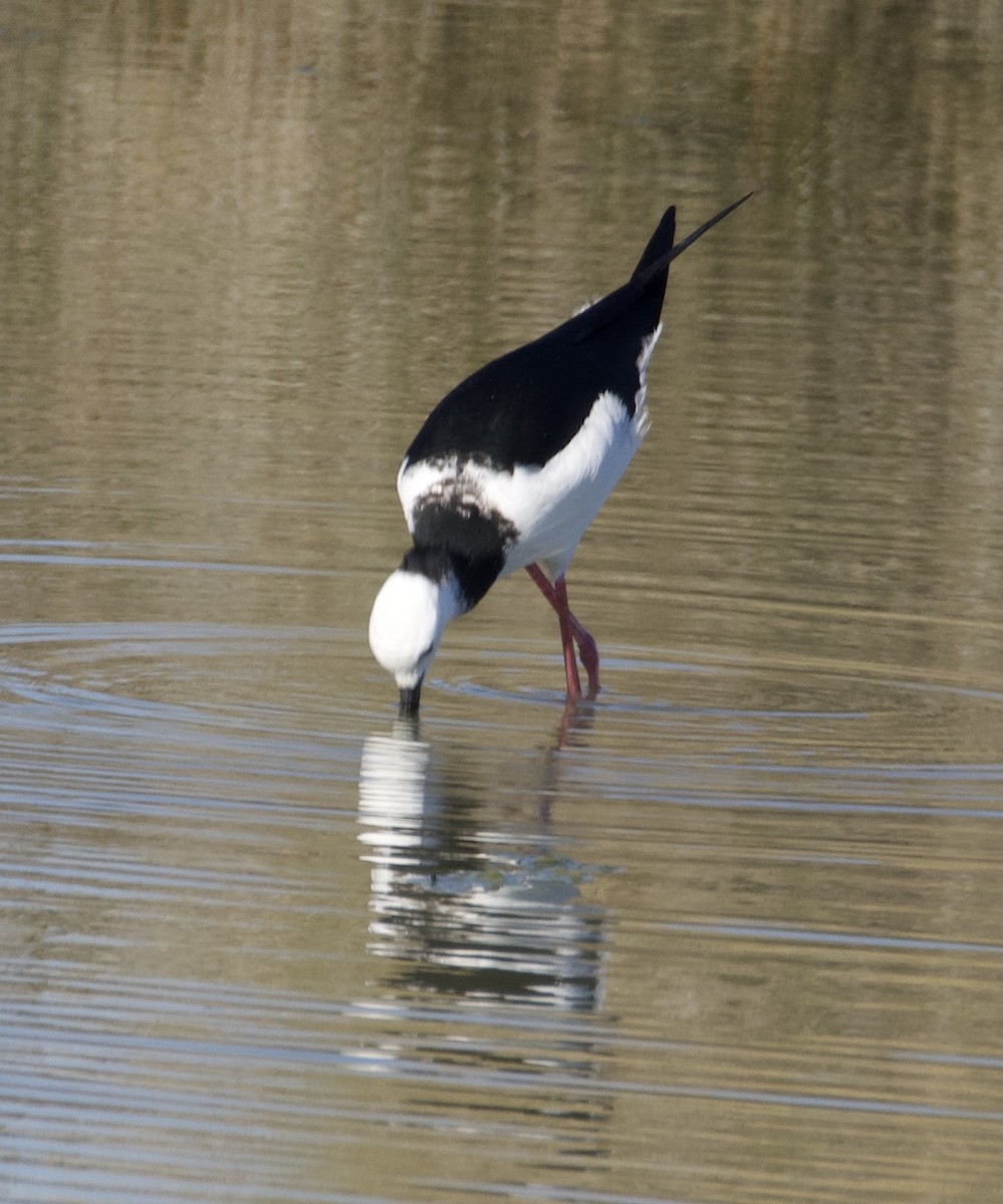 Pied Stilt - ML642126281