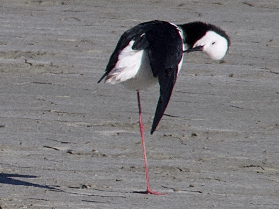 Pied Stilt - ML642126282