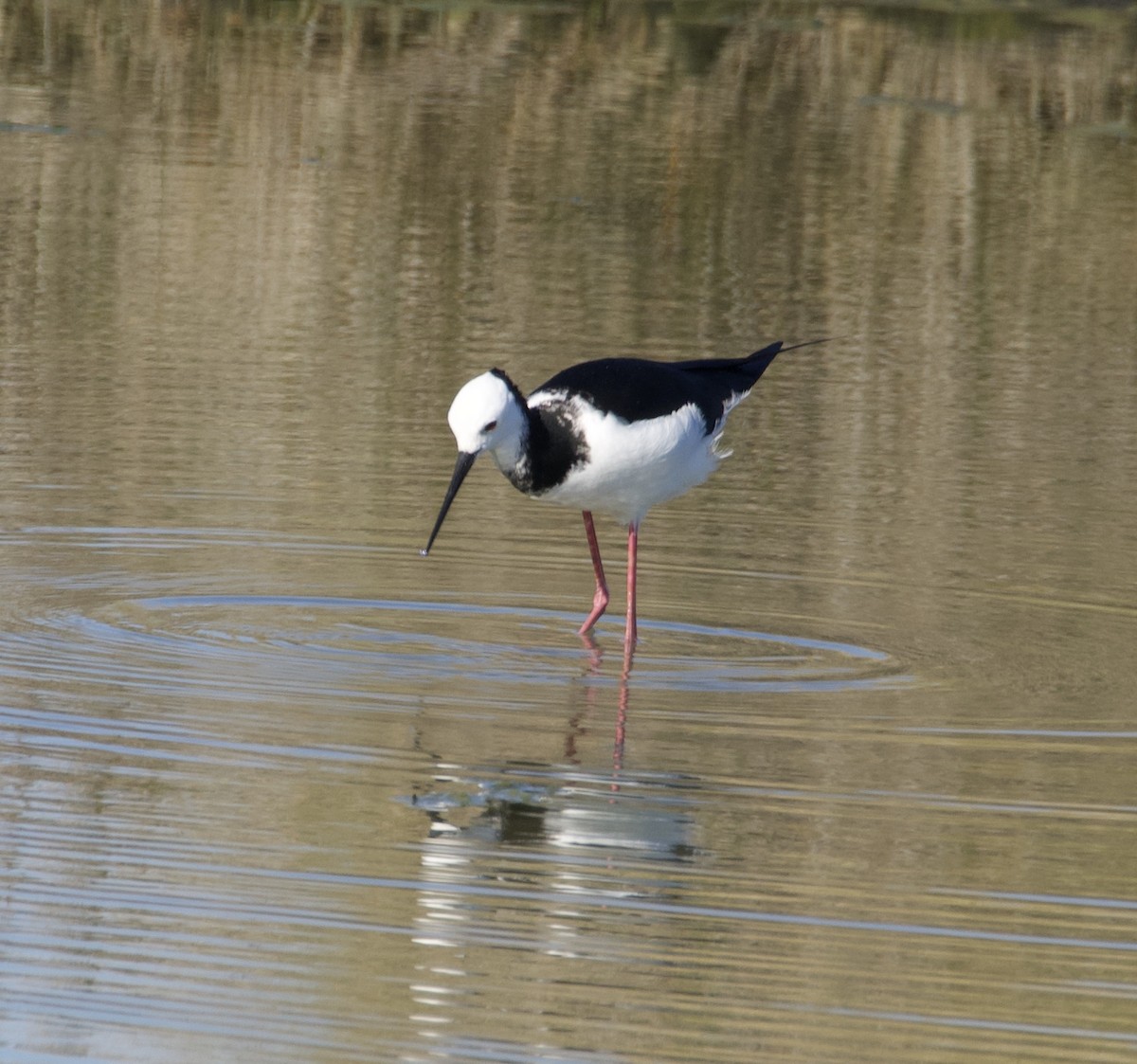 Pied Stilt - ML642126283