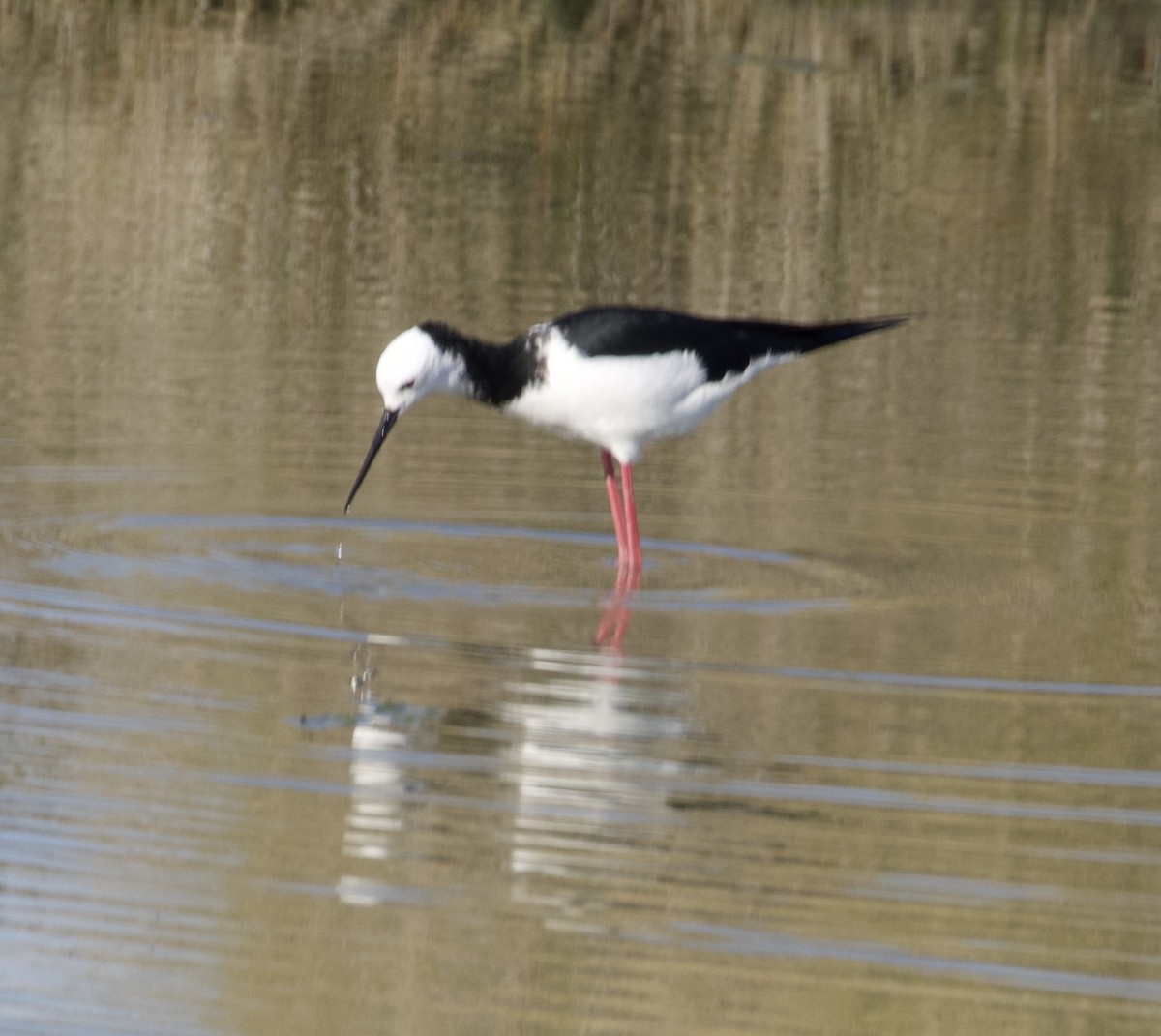 Pied Stilt - ML642126284