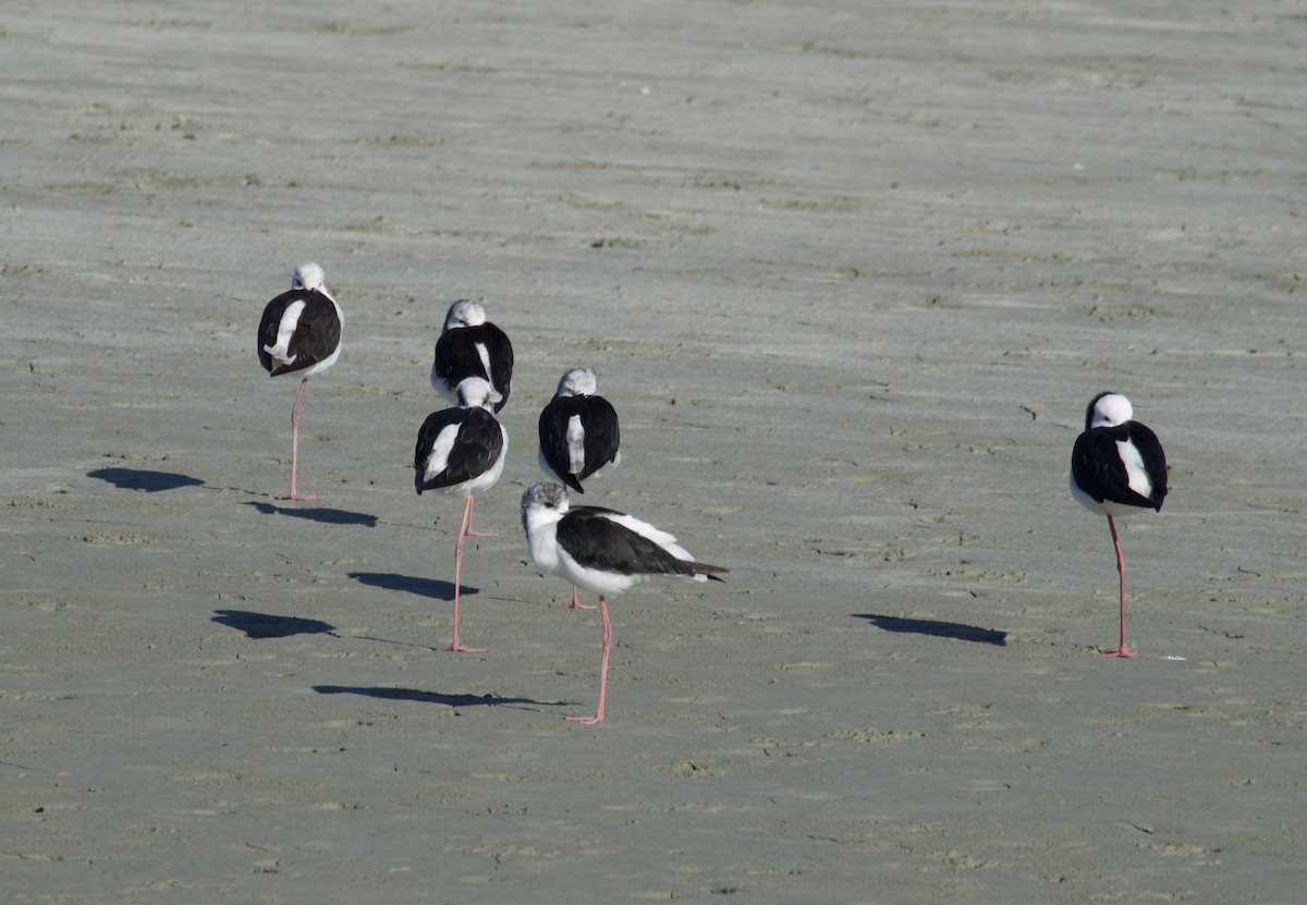 Pied Stilt - ML642126285