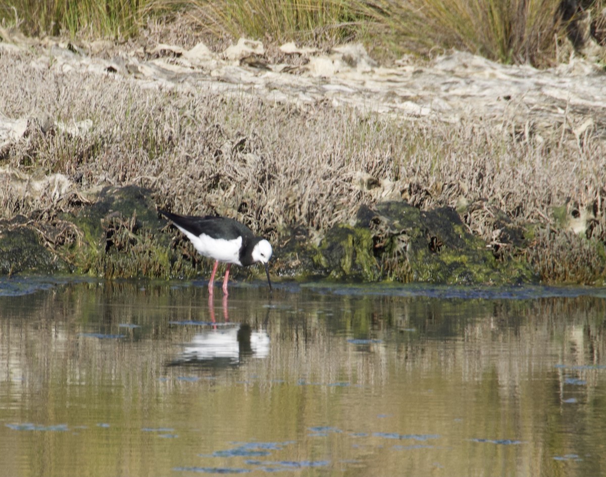 Pied Stilt - ML642126286