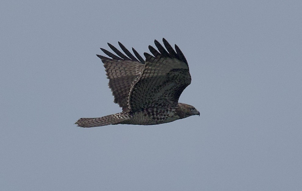 Red-tailed Hawk - ML642126288