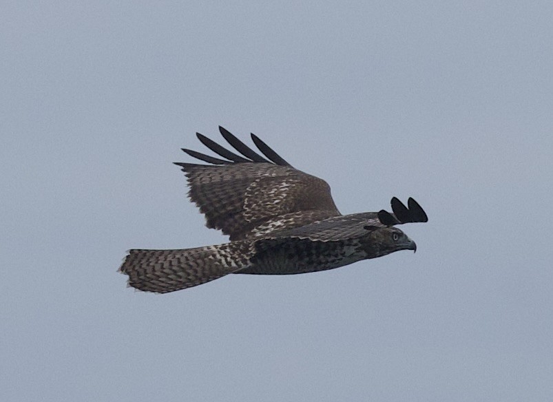 Red-tailed Hawk - ML642126289
