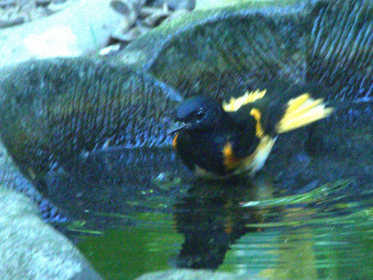 American Redstart - ML642126305