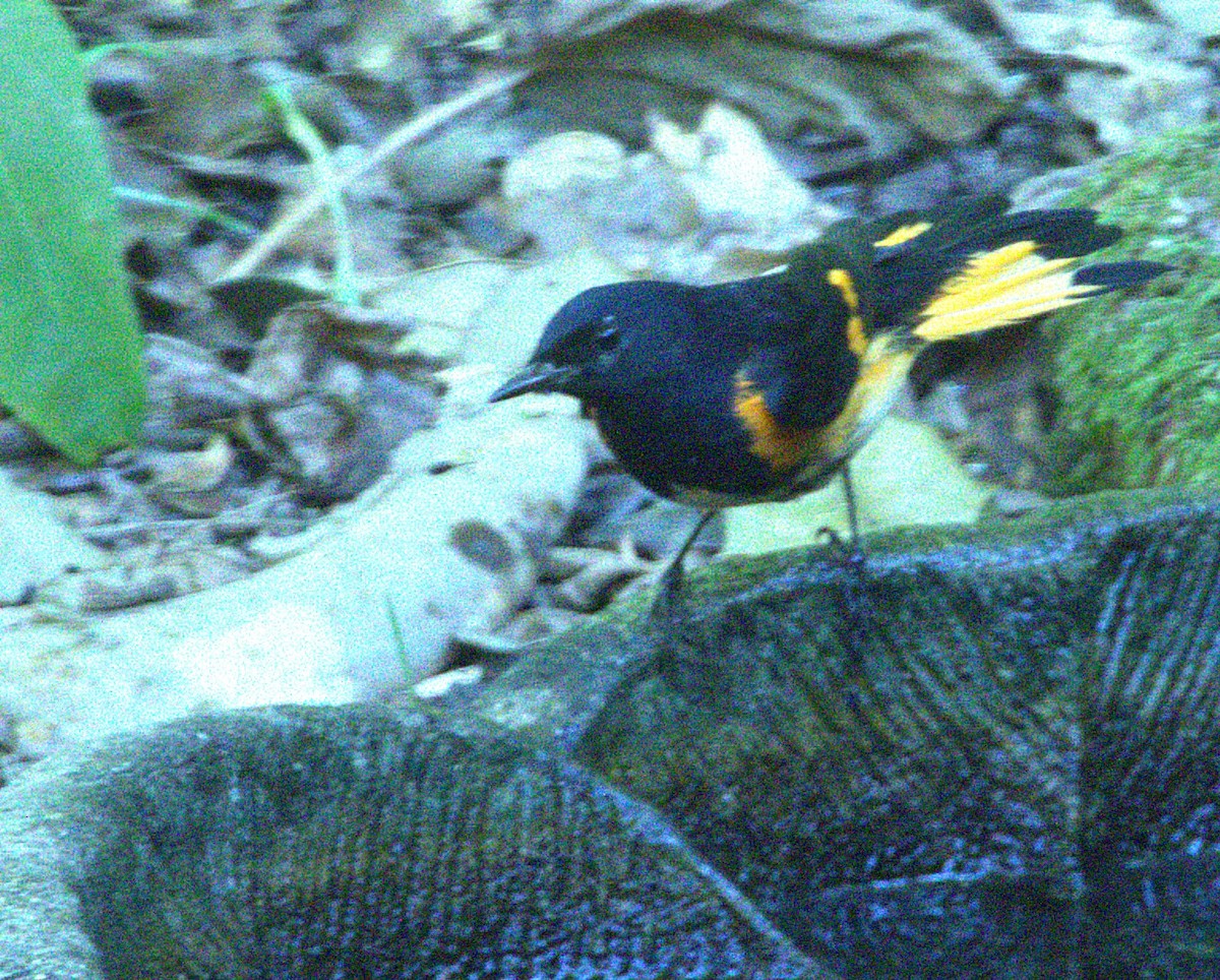 American Redstart - ML642126306