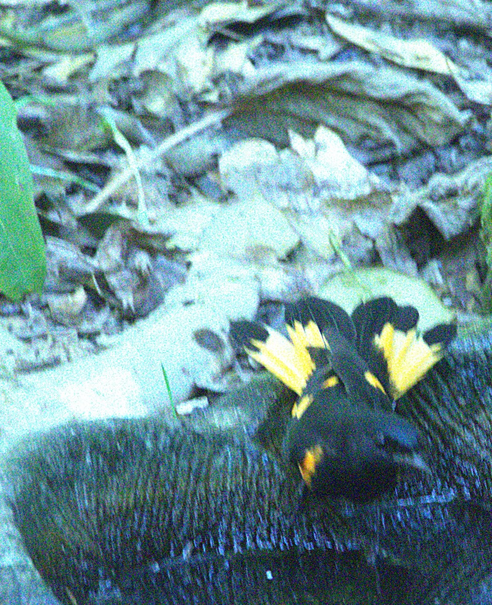 American Redstart - ML642126307