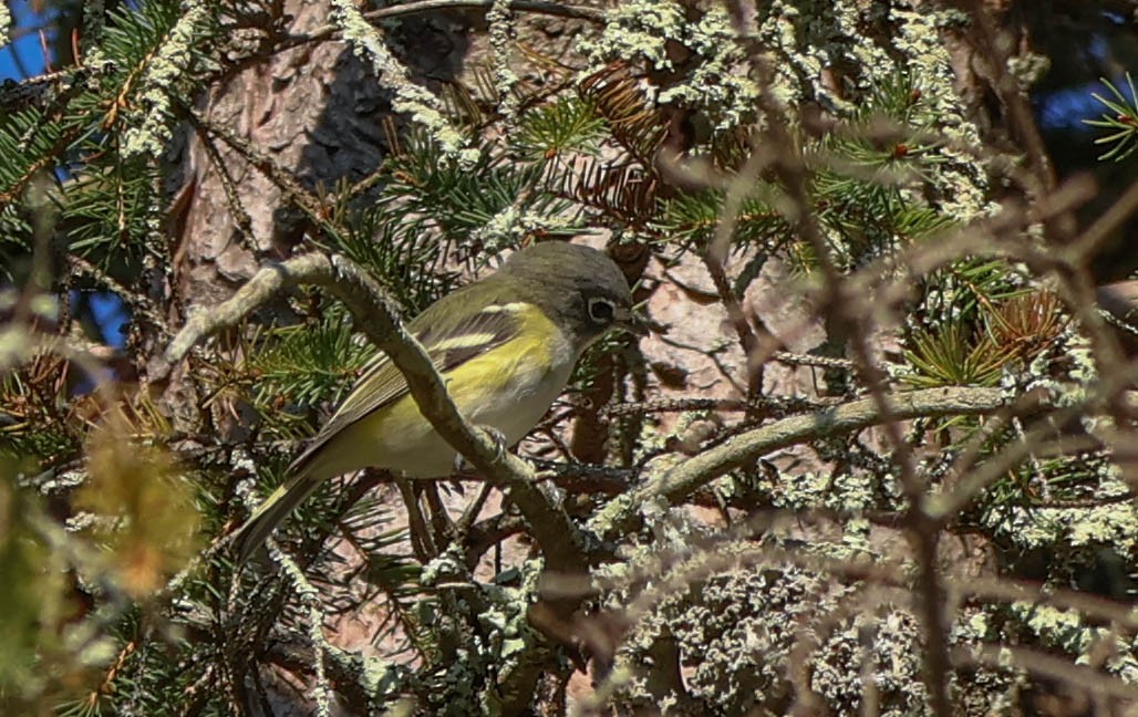 Blue-headed Vireo - ML642126315