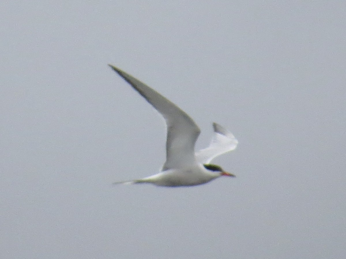 Common Tern - ML642126341