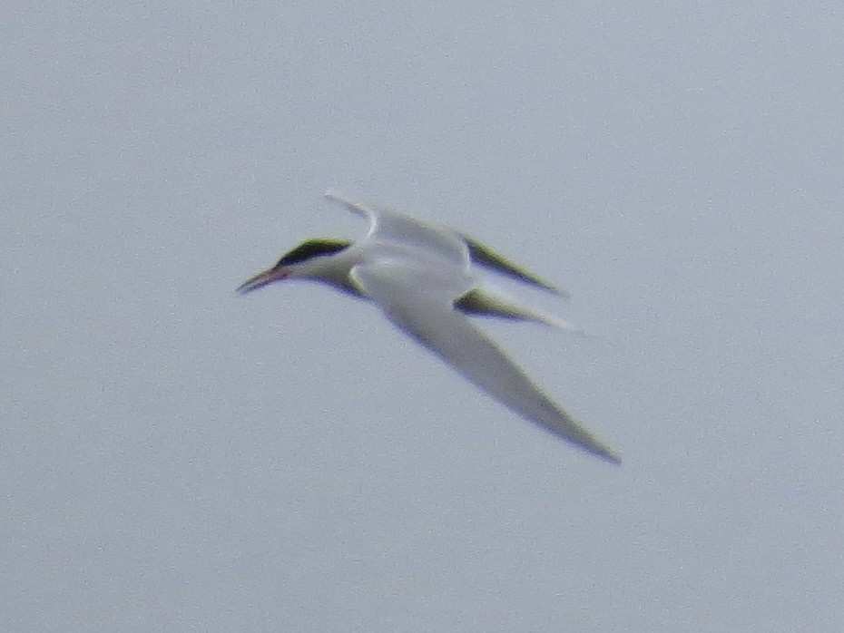 Common Tern - ML642126354