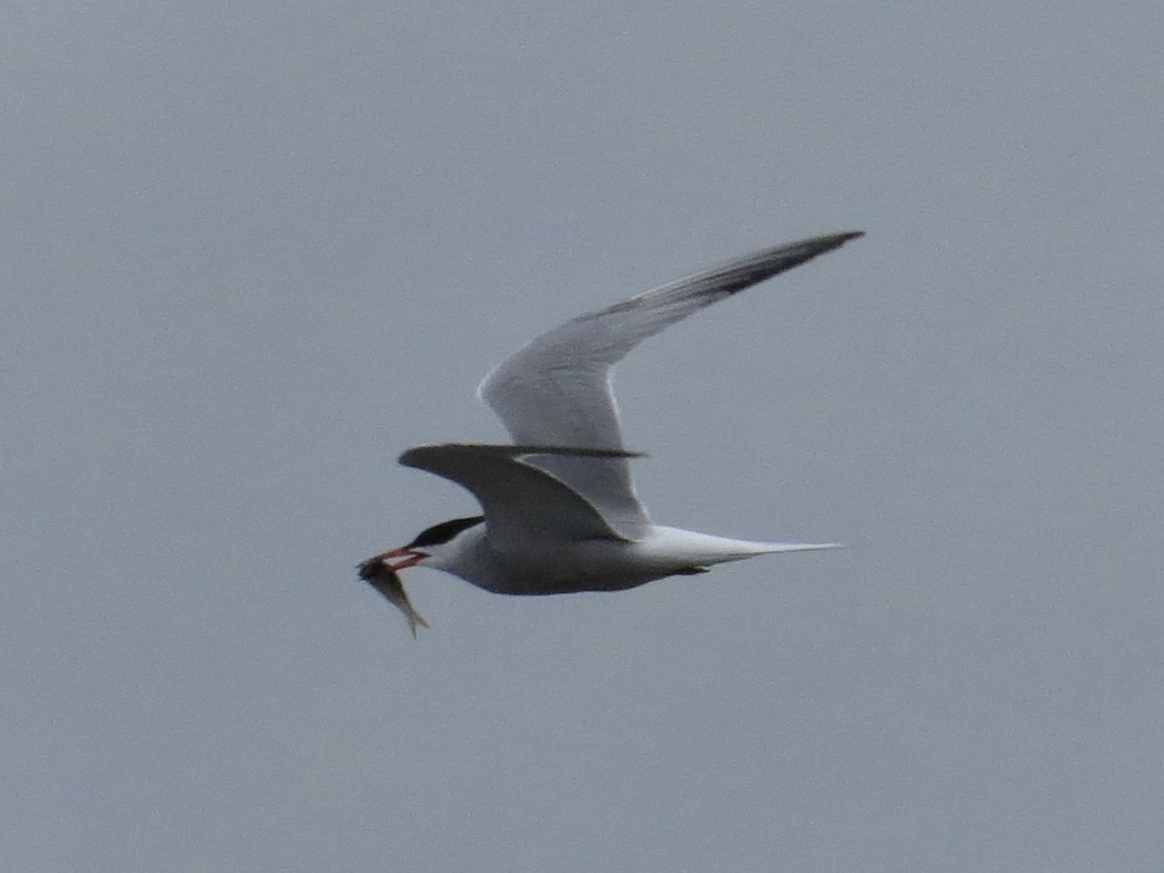 Common Tern - ML642126355